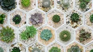3 Potted Plant Alternatives to Spruce Up Your Space