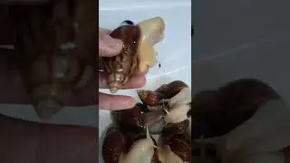 Ulitkalar uchun kerakli bo'lgan maslaxat tez ko'rila