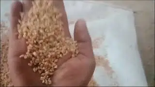 call at 08199999293 Wheat cleaning Plant install in Swai Madhopur  Rajasthan| Seed processing plant