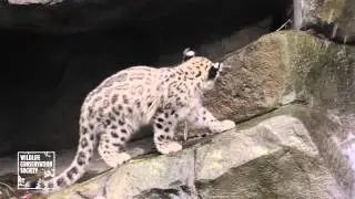 Snow Leopard Cubs at Central Park Zoo