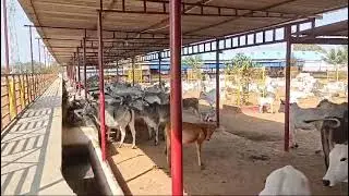 Cow Shelter #cow #cows #cowshed #cowshelter #haryana #hindu #hinduism #india #sacred #bull #ox