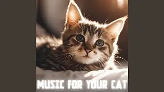 Relaxing Lullaby for Cat and Kitten