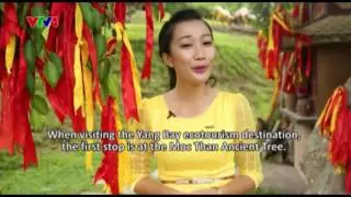 Journey of Discovery  - Ancient Tree and Fish Nanny