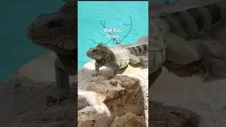 I NEVER Knew This About Green Iguanas! #animals #funfacts #animalfacts #reptiles