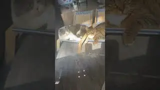 Cat couple is enjoying the sunshine #cat #snuggly
