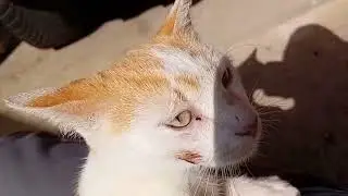 macku sam pokazo po prvi put