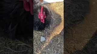 Hanging Out With My New Chicken Friends