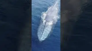 EPIC Blue Whale Drone footage off of San Diego!!  #whalewatching #bluewhales #sandiego #drone