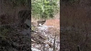 Maine deer hunting 2022
