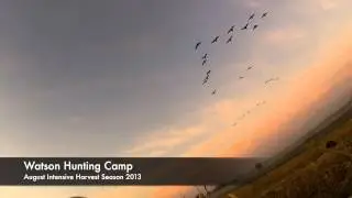 August Intensive Harvest Early Goose @ Watson Hunting Camp