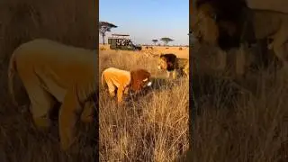 Do Lions Actually Think I'm One of Them? 🤨  #shortsfeed #shorts #shortsviral #heromoments