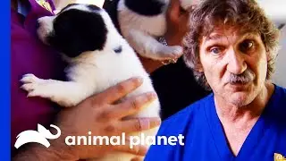 Helping To Care For Street Dogs in Romania | Dr. Jeff: Rocky Mountain Vet