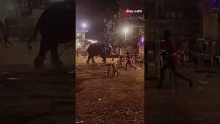 Vadanappally Pooram Elephant Attack | Elephant Attack 2023 | Thrissur