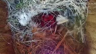 Blue tit hatching