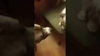 Scaredy Dog