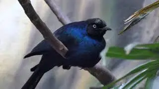 Rueppell's Glossy-Starling