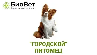 &ldquo;Городской&rdquo; питомец  Куда сходить в Москве