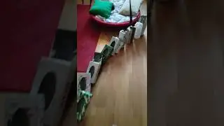 Domino 101