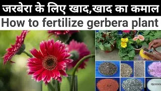 जरबेरा में कब कौनसी और कितनी खाद दी जाती है ।how to fertilize gerbera plant