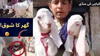 Best Breeding Goats | Lalukhet Bakra Mandi Karachi| #goatbreeding #goatfarming #karachimaveshimandi 