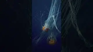 Mesmerizing Pacific Sea Nettle: Graceful Beauty of the Ocean