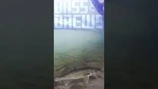 Best Underwater Walleye Shot!