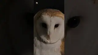Barn Owl Sounds (Gentle Calls While Ruffling Feathers)
