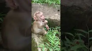 MOG ! So cute lucie today !  #monkey #shortvideo #monkeyreallifevideo