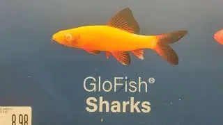 All fishes at the Pet Supplies Plus