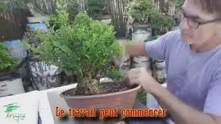 3 ans travail sur un Bonsaï de Buis - Tavail a Buxus 3 years after its preparation