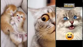 Funny Cat 🐱 Cat Fails 🐈&zwj;⬛ #cathouse Ep 2020