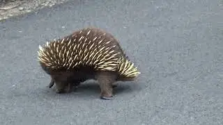 Echidna
