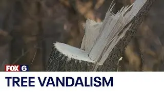 Ashippun tree vandalism | FOX6 News Milwaukee