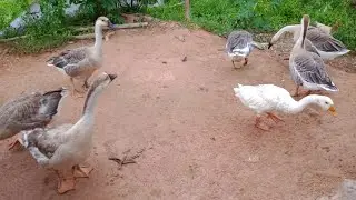 Home Goos & home chicken