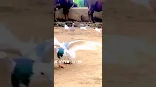 pigeon backflips 🤪😇