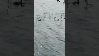 #Waterbirds #Birdwatching #Naturearound #Birdsinnature #Shorts #Nature