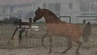 Arabian Horse Magazine - Emperor KA
