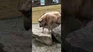 The Golden Takin at Pilzen Zoo, Czech Republic  #animals #zoo #china