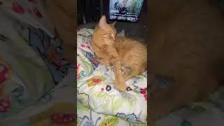 Talking to my kitty Dexter Saturday morning, cute cats 🐈🌷🐈&zwj;⬛🐈