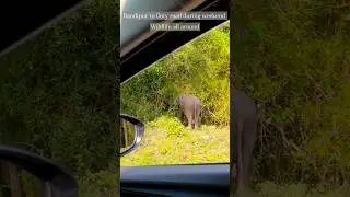 Why no wildlife around Bandipur Ooty road | Expectation Vs Reality #clickatale