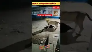 🦁 Midnight Lion come in the village street#lion#gujarat#india #animals#wildlife #shorts #trending