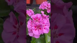 Geranium flower 🌸 #shorts #trendingshorts #foryou #flowers #floweringplants #geranium