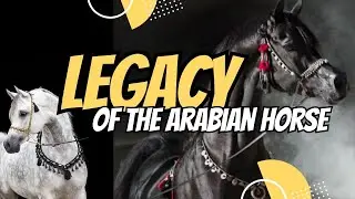 The Legacy of the Arabian Horse!