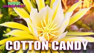 COTTON CANDY DRAGON FRUIT 1-10 TASTE and REVIEW