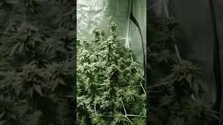 Cookies Runtz Blackdog LED 7th wk flower