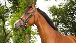 Goldwinshoeve Vuego (Goldwinshoeve Valerion X Heitrak's Marvin)