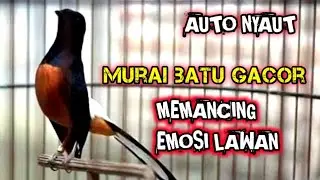 Pancingan Emosi Murai Agar Cepat Gacor @dirutkicau4l 