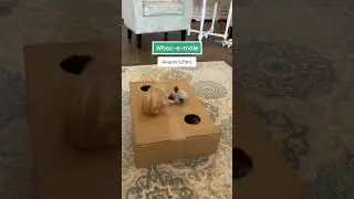 the kittens playing inside the carton they are so cute#shortsvideo #kittens #playingkittens