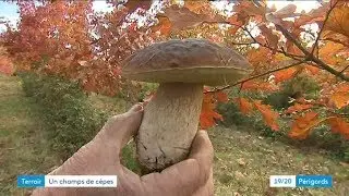 Un &eacute;levage de c&egrave;pes &agrave; Champs-Romain