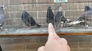 A few birds for this coming breeding.
